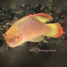 Red Margin Fairy Wrasse (Cirrhilabrus rubrimarginatus)
