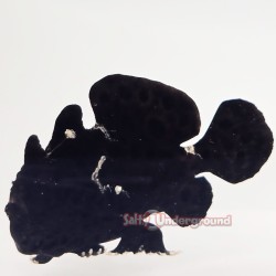 Anglerfish-Black