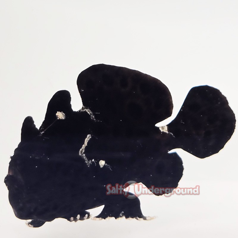 Anglerfish-Black