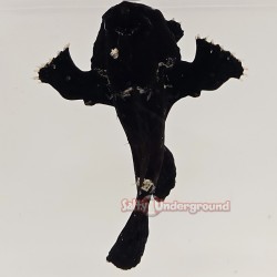 Anglerfish-Black