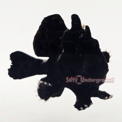 Anglerfish-Black
