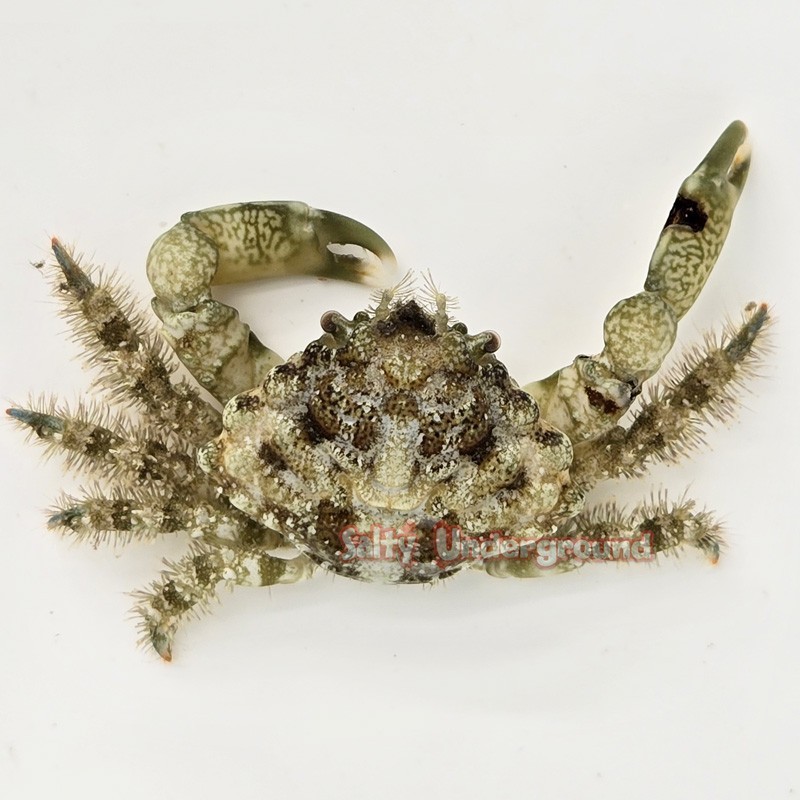Salty Underground: Mosaic Emerald Crab (Mithrax sculptus)