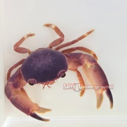Blue Coral Crab (Trapezia sp.)