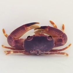 Blue Coral Crab (Trapezia sp.)