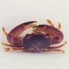 Blue Coral Crab (Trapezia sp.)