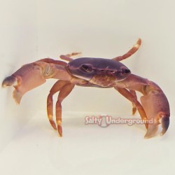 Blue Coral Crab (Trapezia sp.)