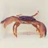 Blue Coral Crab (Trapezia sp.)