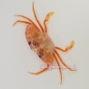 Violet Eye Swimming Crab (Carupa tenuipes)