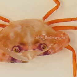 Violet Eye Swimming Crab (Carupa tenuipes)