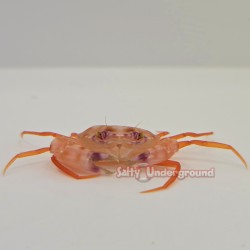 Violet Eye Swimming Crab (Carupa tenuipes)