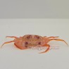 Violet Eye Swimming Crab (Carupa tenuipes)