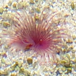 Red/White Fan Worm