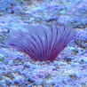 Red/White Fan Worm