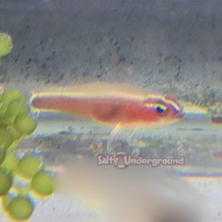 Skunk Pygmy Goby