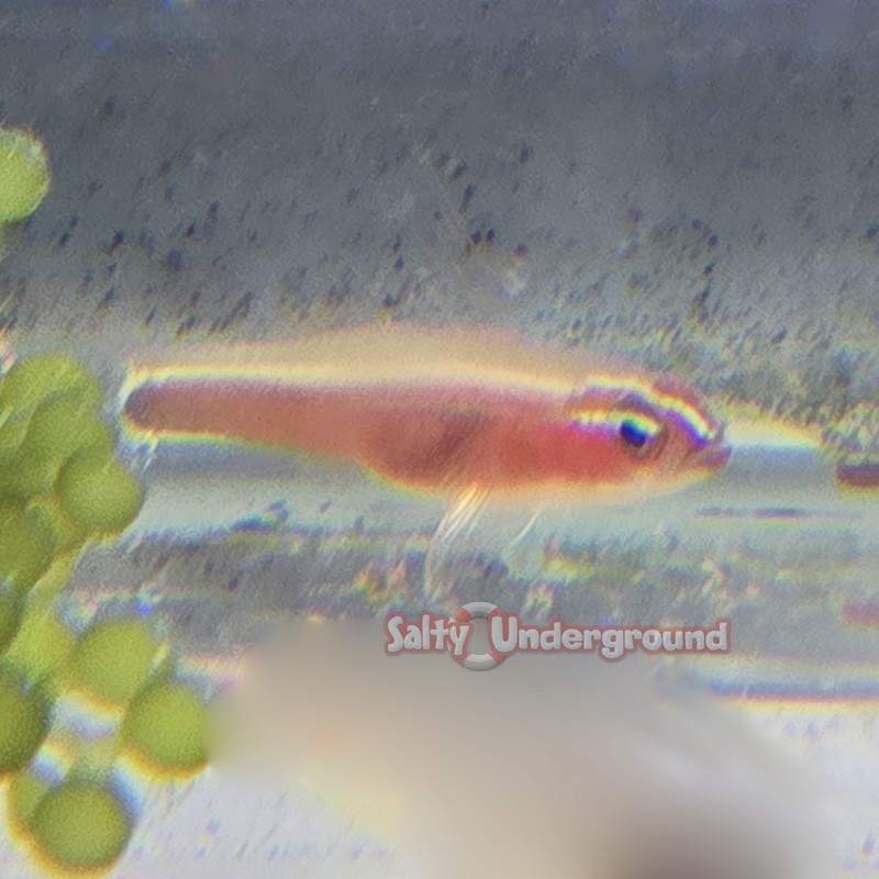 Skunk Pygmy Goby
