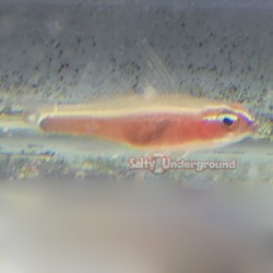 Skunk Pygmy Goby