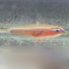Skunk Pygmy Goby