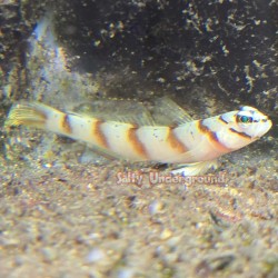 Steinitzi Goby...