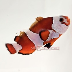 Mocha Semi Storm Clownfish...