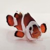 Mocha Semi Storm Clownfish (Ocellaris)