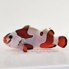 Mocha Semi Storm Clownfish (Ocellaris)