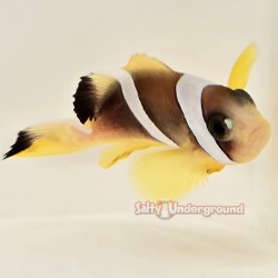 Pearl Eye Bicinctus Clownfish (Bicinctus)