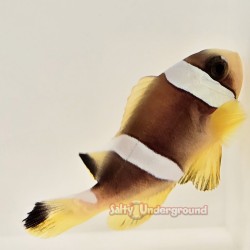 Pearl Eye Bicinctus Clownfish (Bicinctus)
