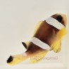Pearl Eye Bicinctus Clownfish (Bicinctus)