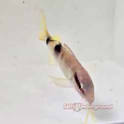 Manybar Goatfish