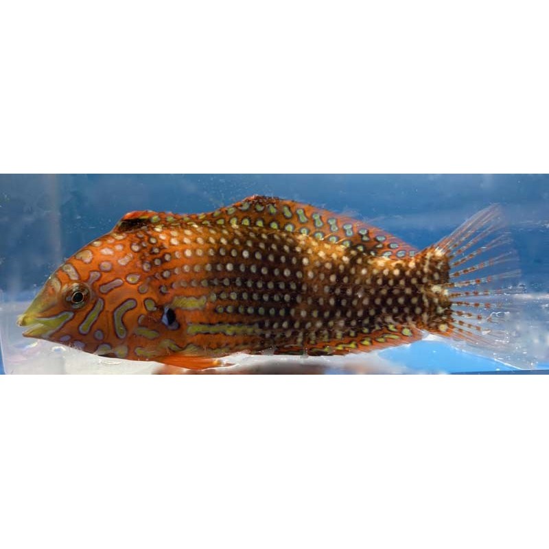 Ornate Leopard Wrasse (Macropharyngodon ornatus)