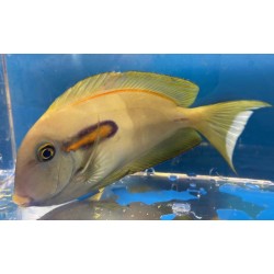 Orange Shoulder Tang Juvenile (Acanthurus olivaceus) sideview