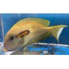 Orange Shoulder Tang Juvenile (Acanthurus olivaceus) sideview
