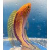 Pintail Fairy Wrasse (Cirrhilabrus isosceles) verticle