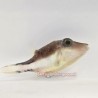 Sharpnose Puffer