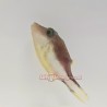 Sharpnose Puffer