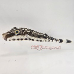 Bandtail Puffer