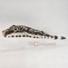 Bandtail Puffer