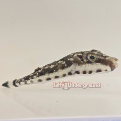 Bandtail Puffer