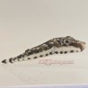 Bandtail Puffer
