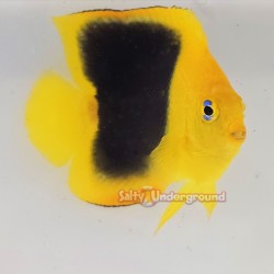 Rock Beauty Angelfish (Holacanthus Tricolor)