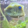 Boston Bean Boxfish