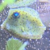 Boston Bean Boxfish