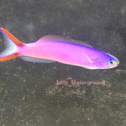 Purple Tilefish...