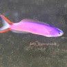 Purple Tilefish (Hoplolatilus purpureus)