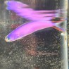 Purple Tilefish (Hoplolatilus purpureus)