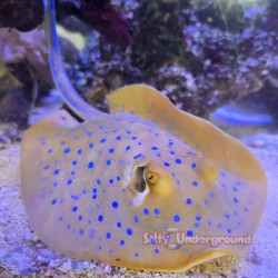 Blue Dot Stingray