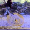 Blue Dot Stingray