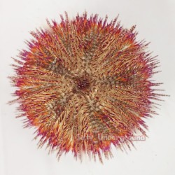 Red Velvet Urchin