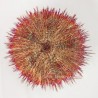Red Velvet Urchin