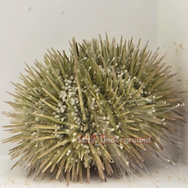 Salty Underground: Pale Pink Pincushion Urchin